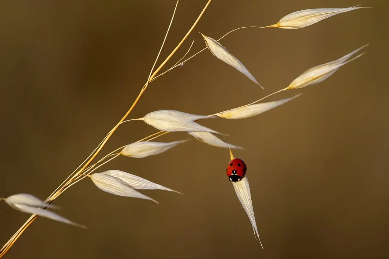 coccinelle tca